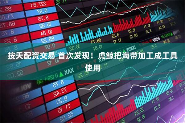 按天配资交易 首次发现！虎鲸把海带加工成工具使用